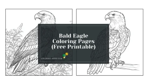 bald eagle coloring