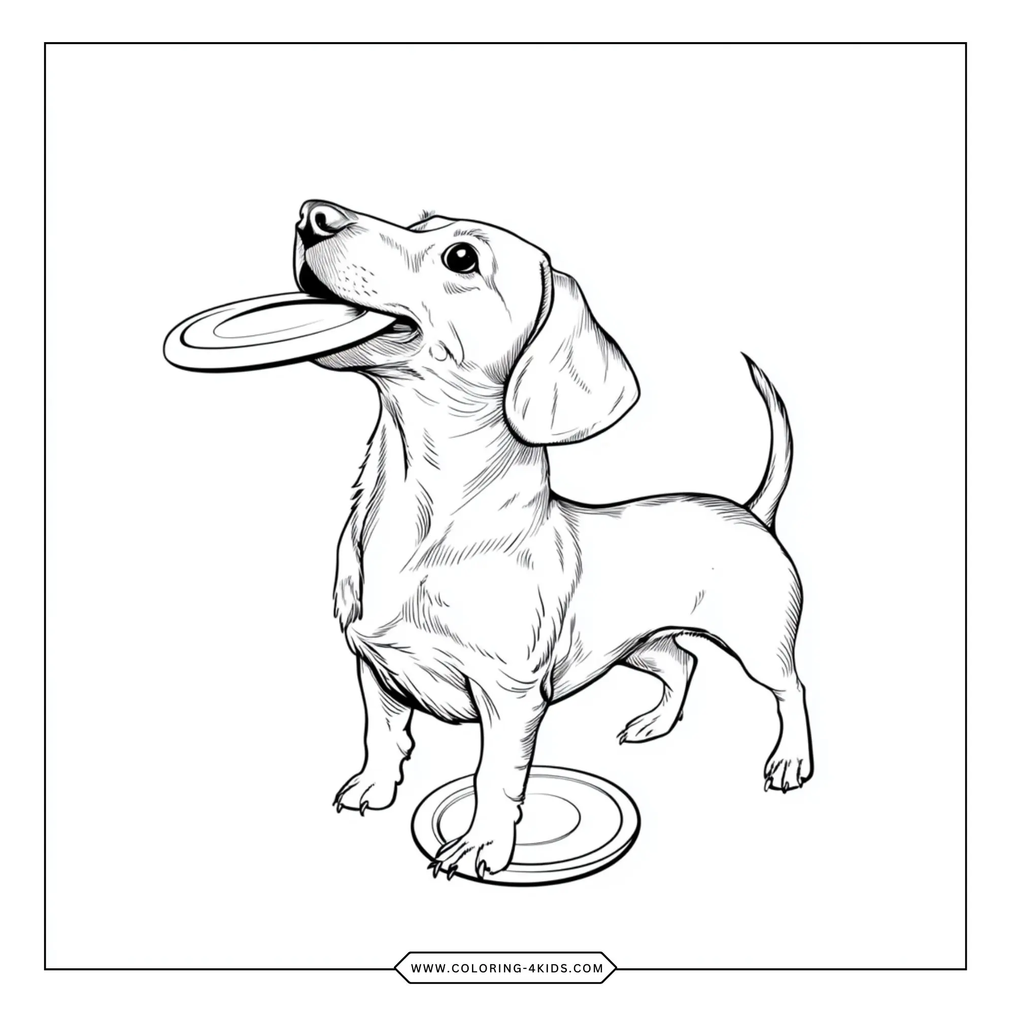 Dachshund Coloring Pages coloring page for kids