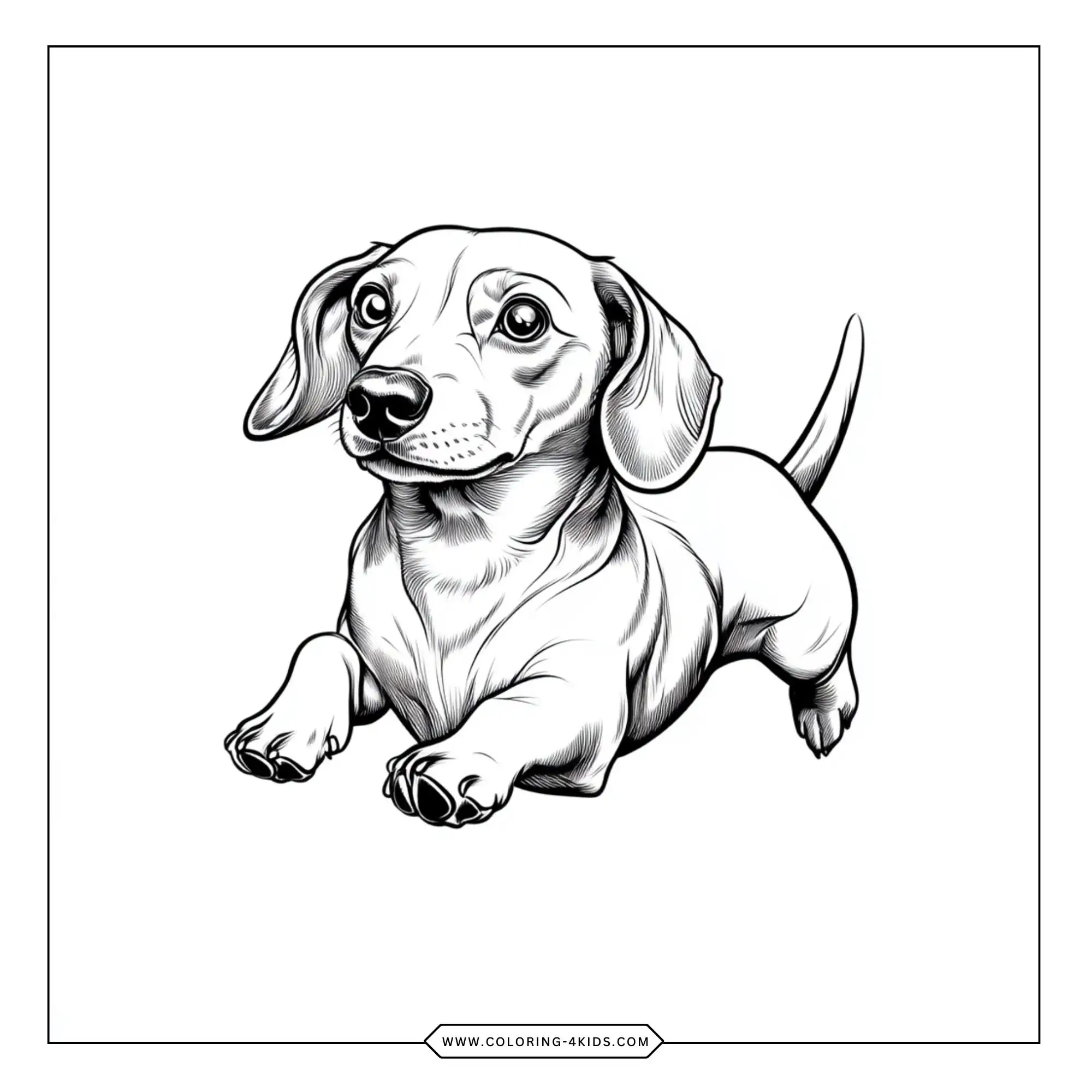 Dachshund Coloring Pages coloring page for kids